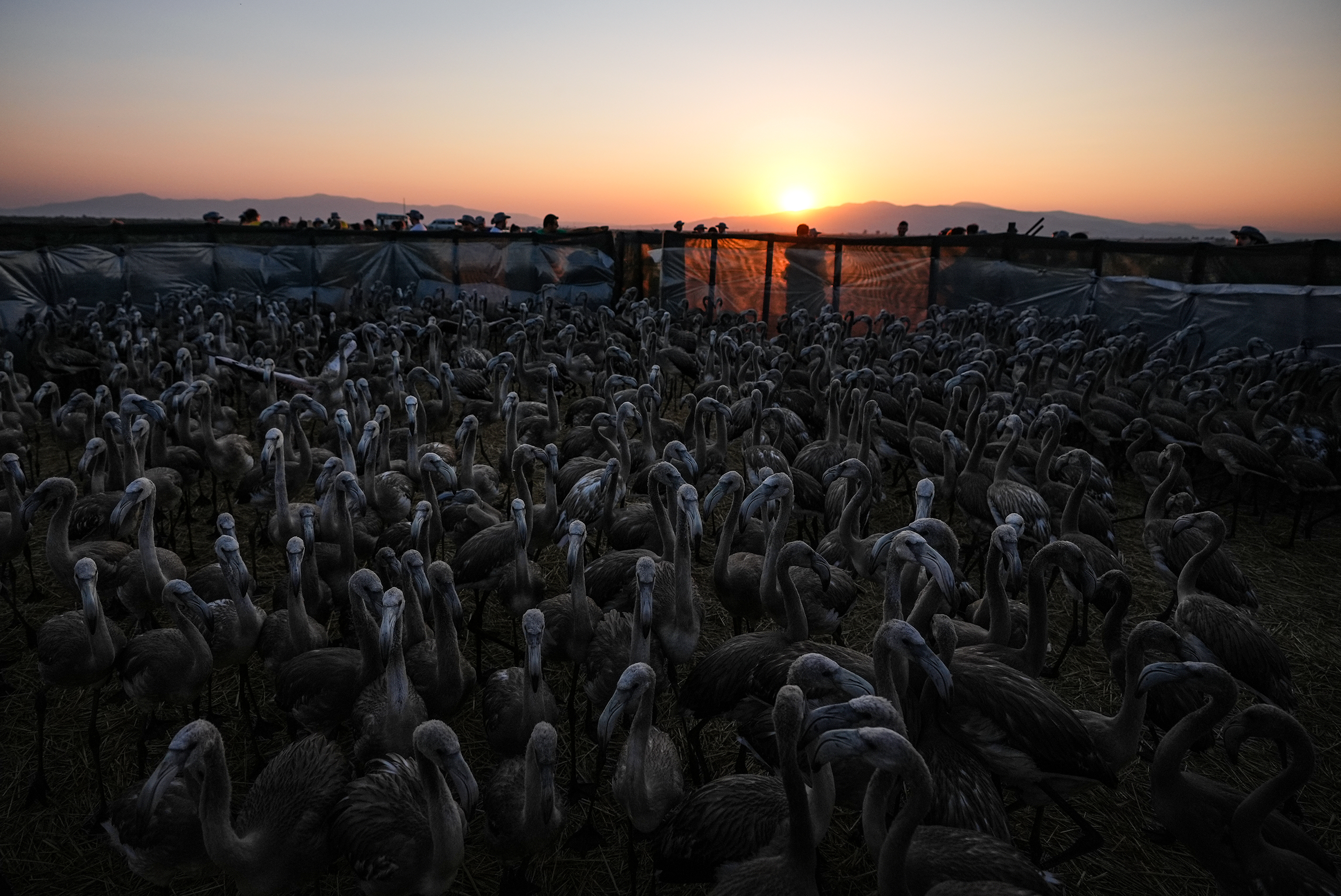 İzmir Kuş Cenneti'nde 650 yavru flamingo halkalandı