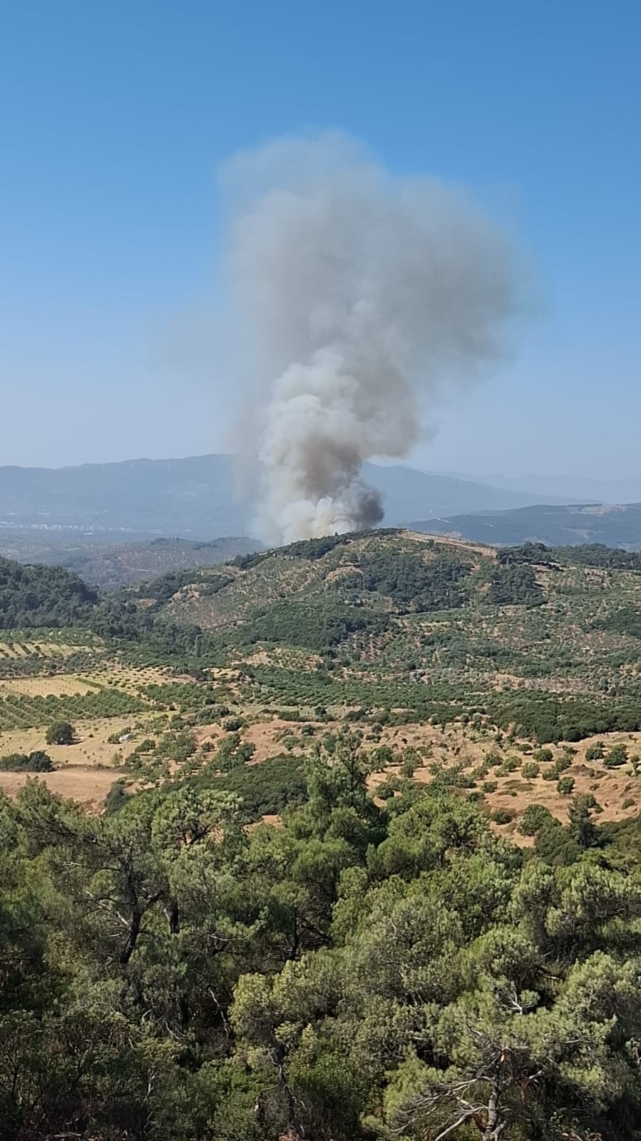 Aydın'ın Germencik ilçesinde orman yangını çıktı