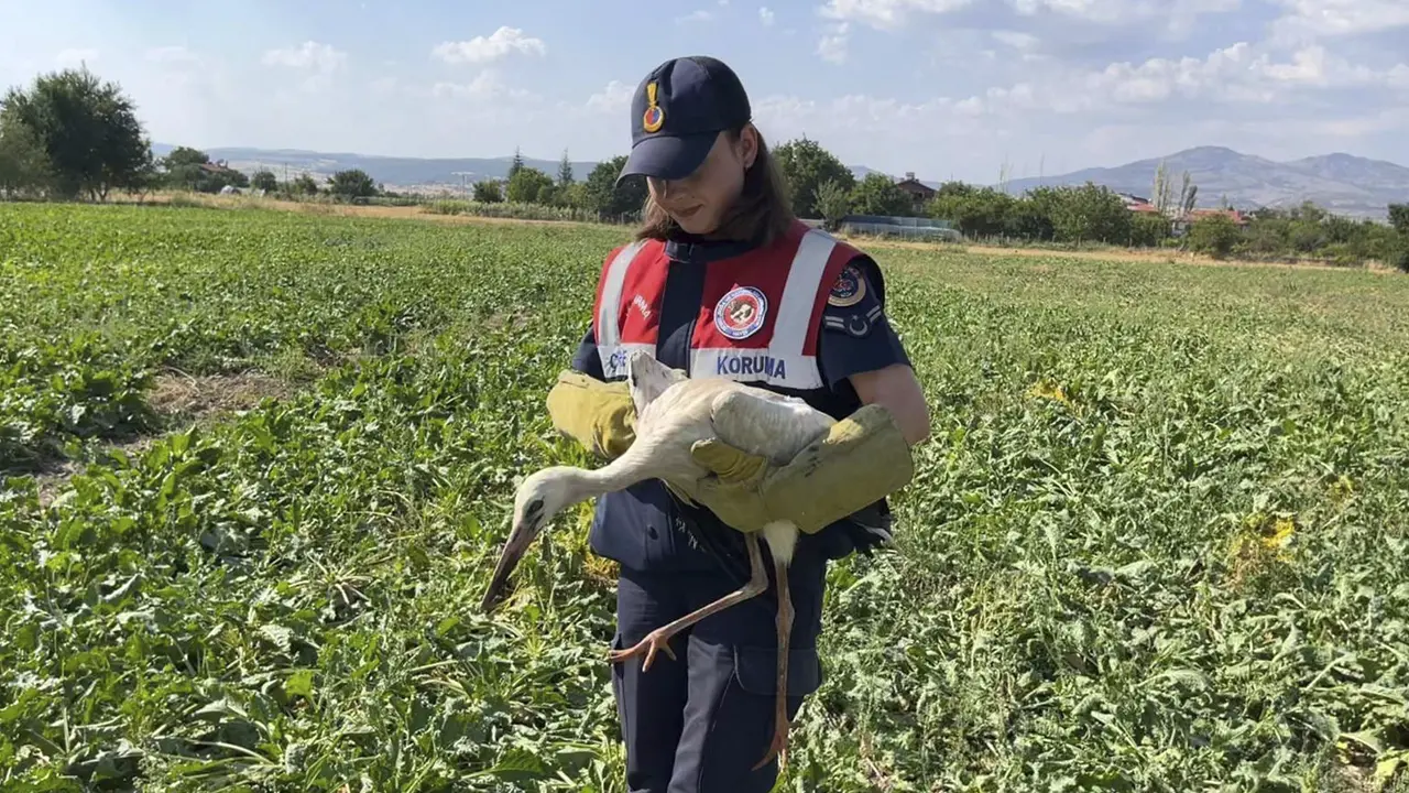 Uşak’ta Yaralı Bulunan Leylek Tedaviye Alındı