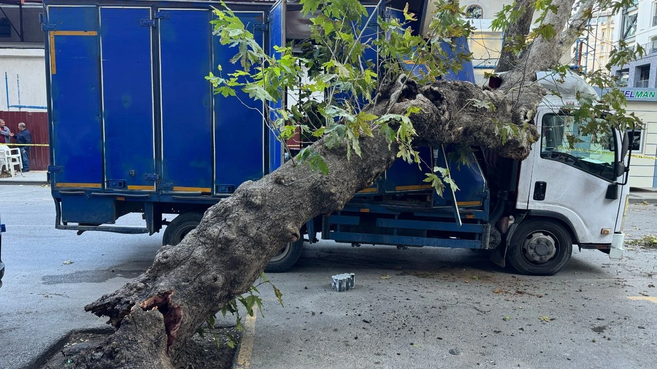 Datça'da devrilen ağaç dalları 2 araca zarar verdi
