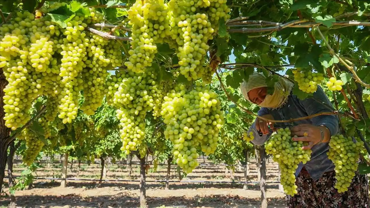 Manisa Ticaret Borsası'nda çekirdeksiz kuru üzüm alımı, törenle başladı