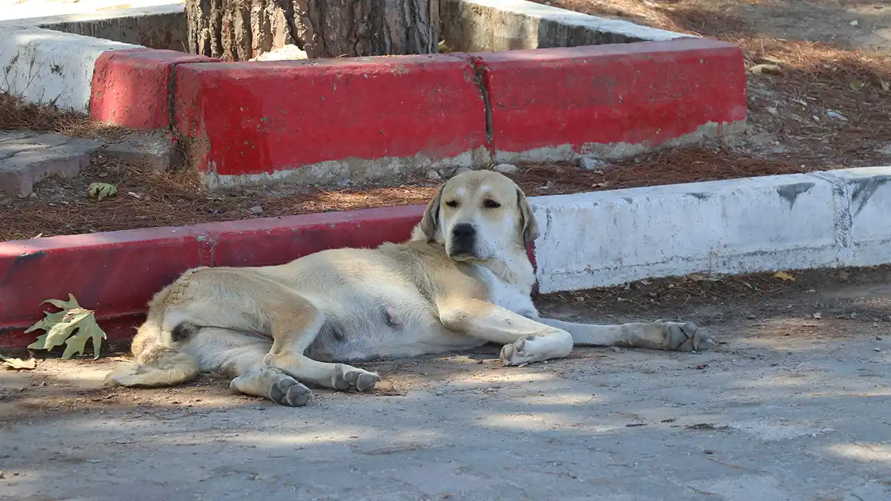 İzmir'de sahipsiz köpeklerden kaçarken otomobilin çarptığı kadın öldü