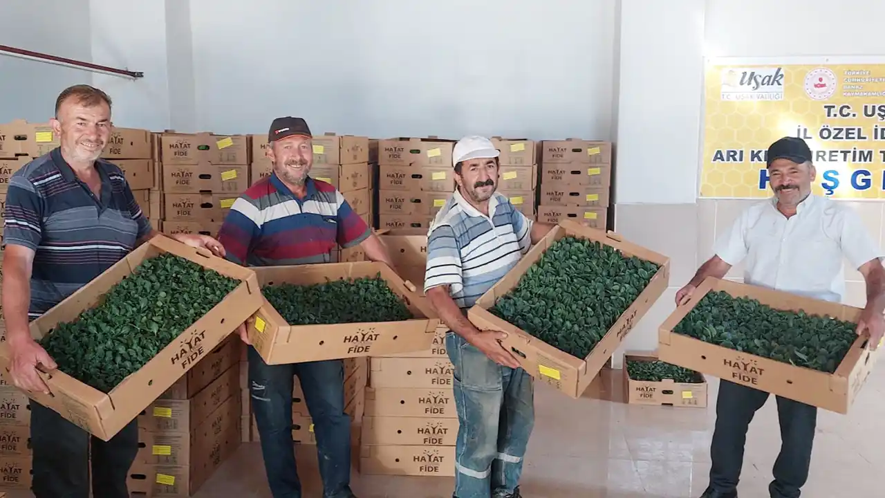 Banaz ve Eşme’de 80 Üreticiye Fide Desteği
