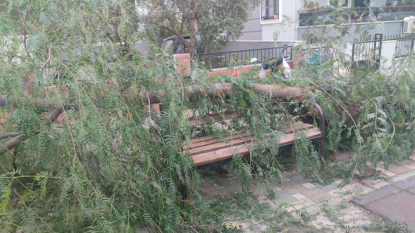 İzmir'de ağacın devrilmesi sonucu 2 kişi yaralandı