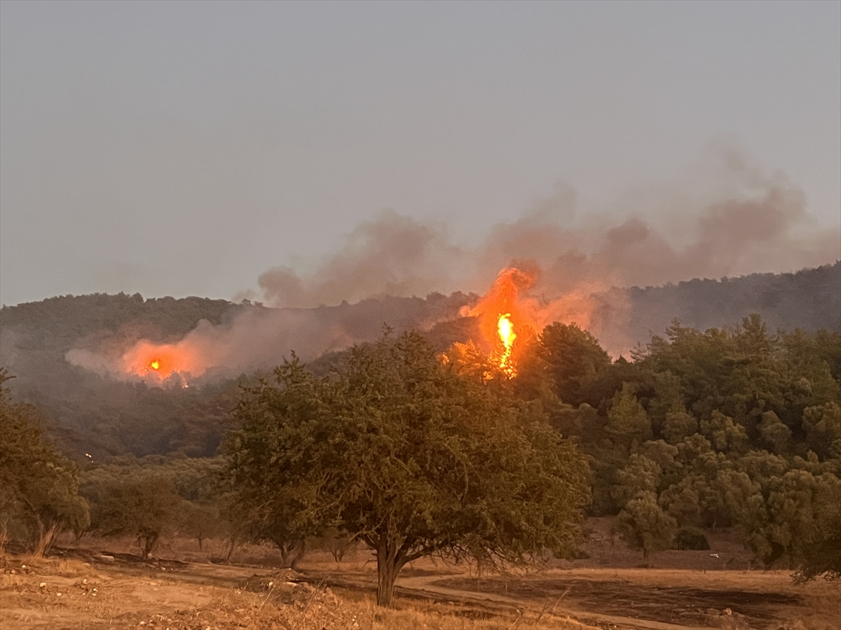 Milas'ta çıkan orman yangınına müdahale ediliyor