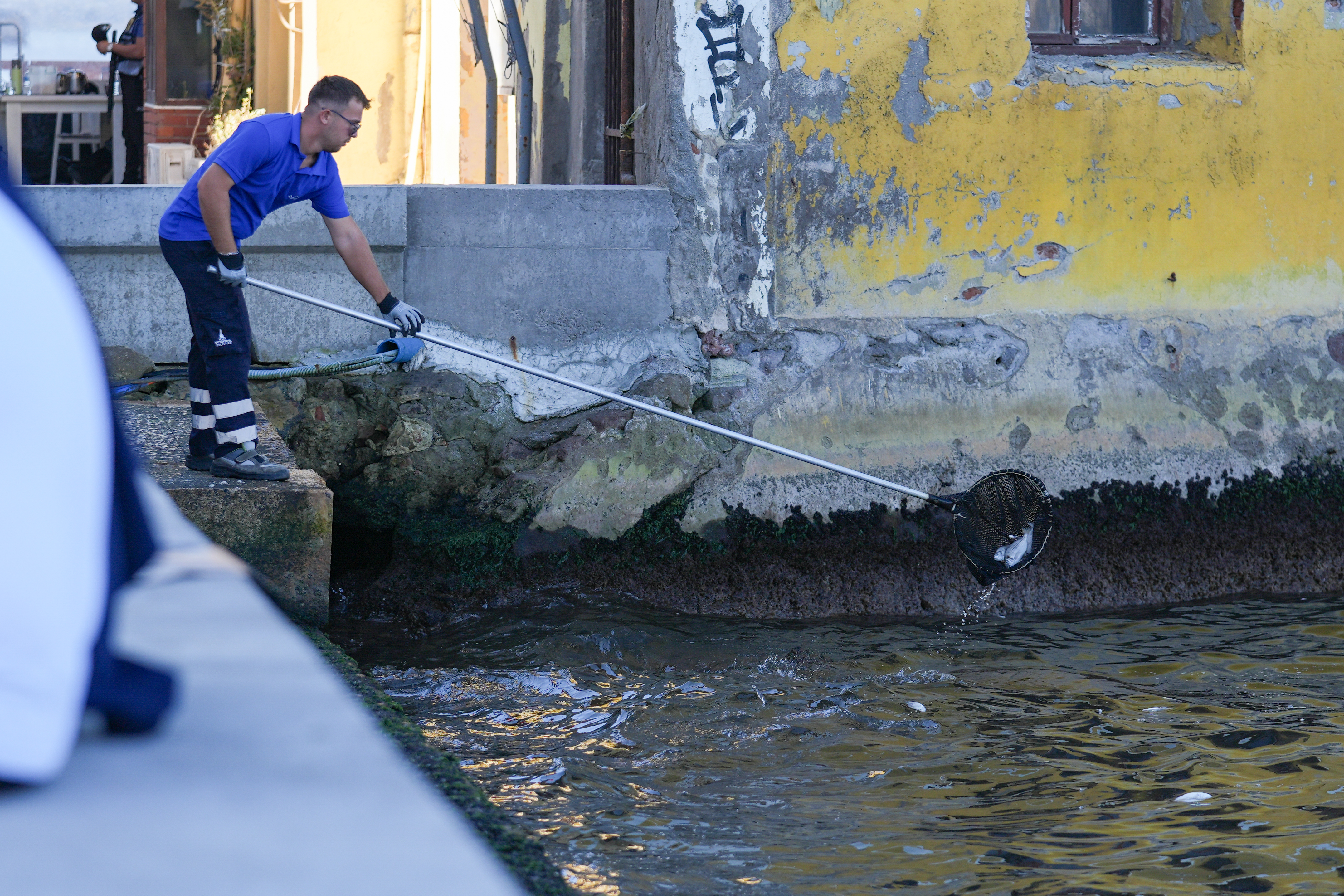 İzmir Körfezi'nde balık ölümleri sürüyor