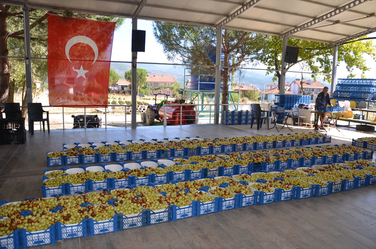 Manisa'da kadınların hünnap mesaisi başladı