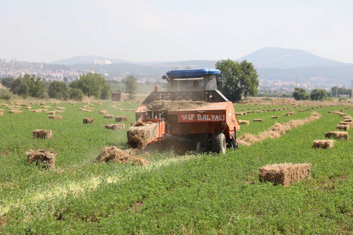 Muğla'da üreticilere ücretsiz yem bitkisi tohumu desteği