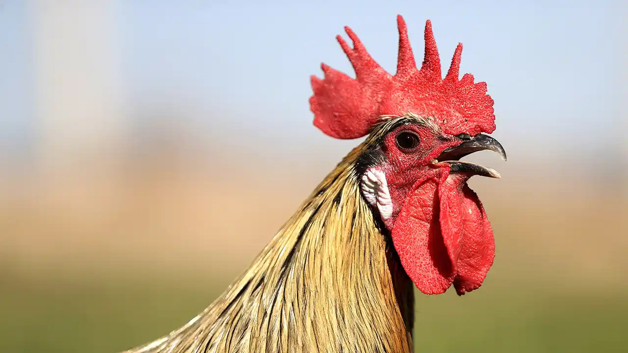 Denizli horozunun ırk saflığı titiz çalışmalarla korunuyor