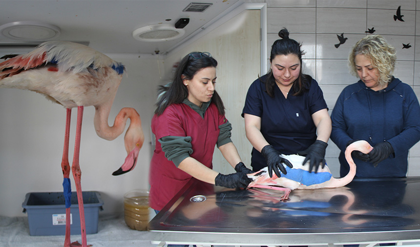 Afyonkarahisar’da Yaralı Bulunan Flamingo Akürem'de Tedaviye Alındı