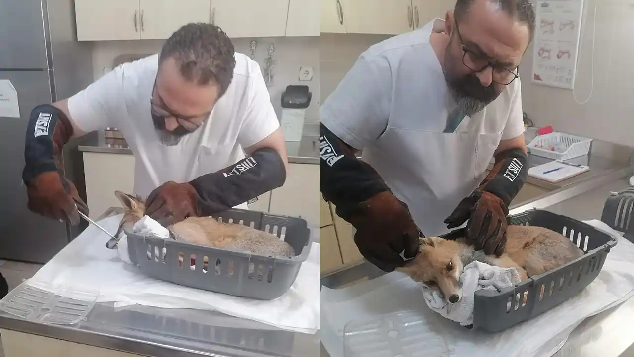 Muğla'da yaralı bulunan tilki tedavi altına alındı