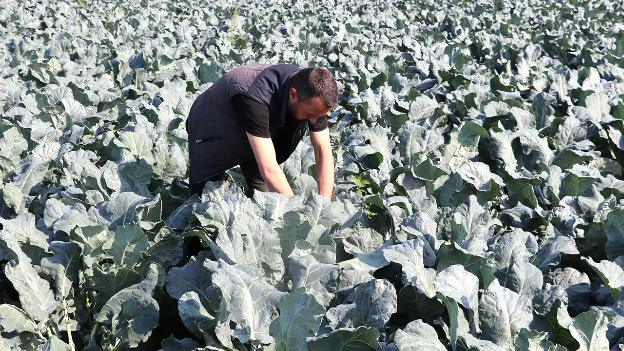 Uşak'ta Kuraklığa Rağmen Yağan Yağmur Çiftçilere Umut Oldu