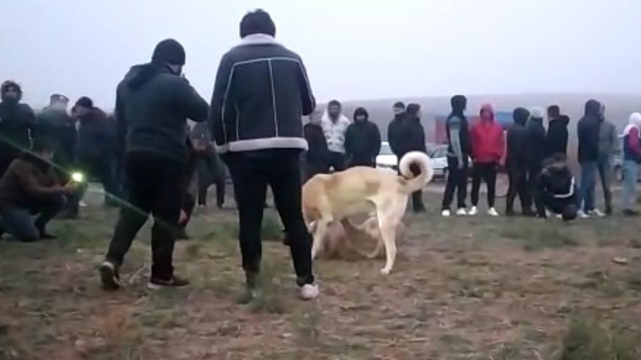 Afyonkarahisar'da köpek dövüştüren 14 şüpheli yakalandı