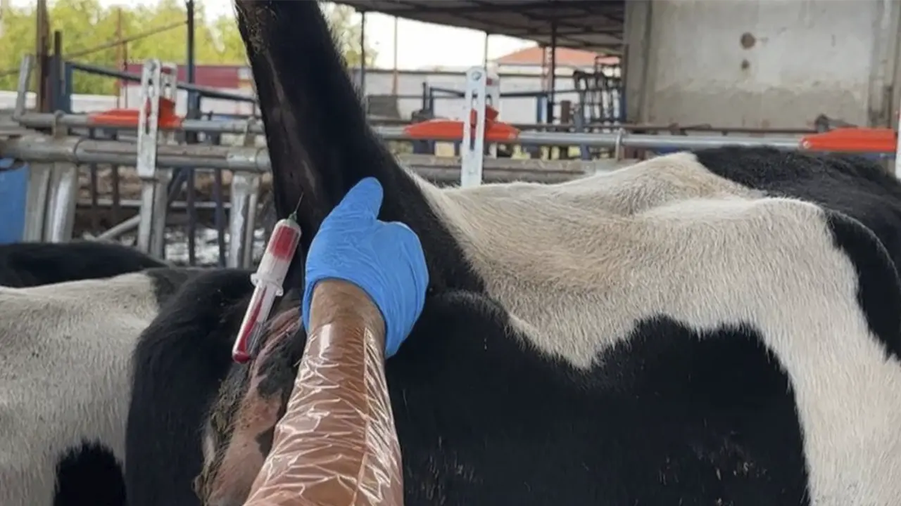 Ulubey’de Brusella Kontrolü Kapsamında Kan Numuneleri Alındı