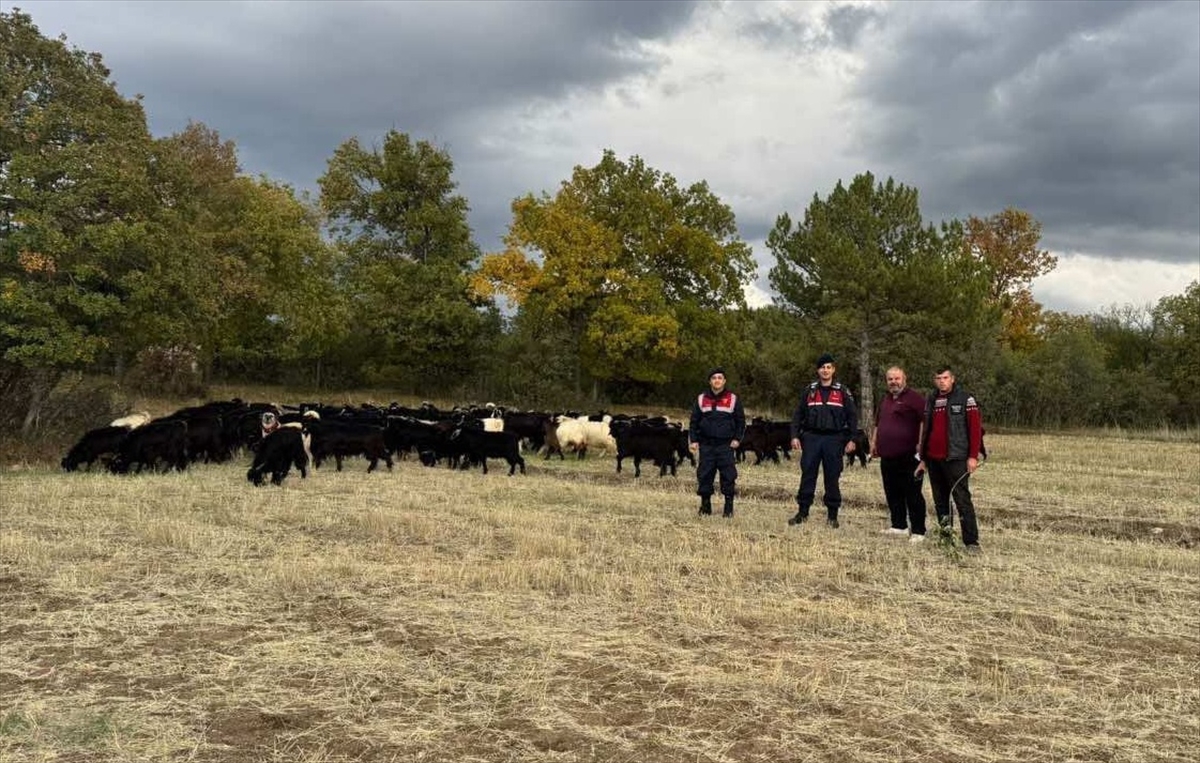 Kütahya'da jandarma kayıp keçileri dronla buldu