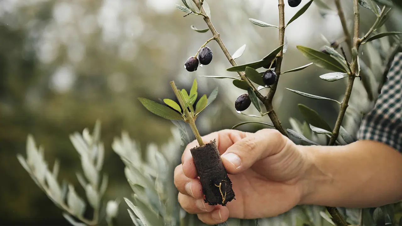 Sofralık zeytin 'yok yılı'nda kalitesiyle sevindirdi