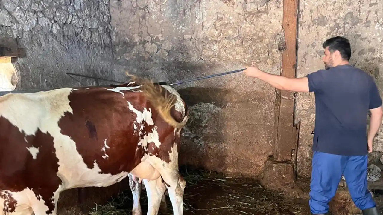 Denizli'de şap hastalığına karşı aşılama sürüyor