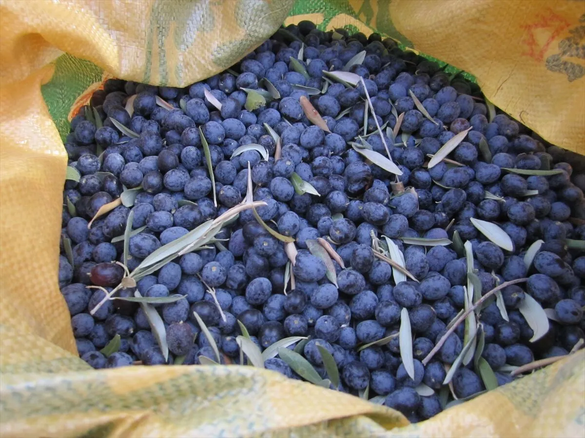 Muğla'daki Hyllarima Antik Kenti'nde zeytin hasadı yapıldı