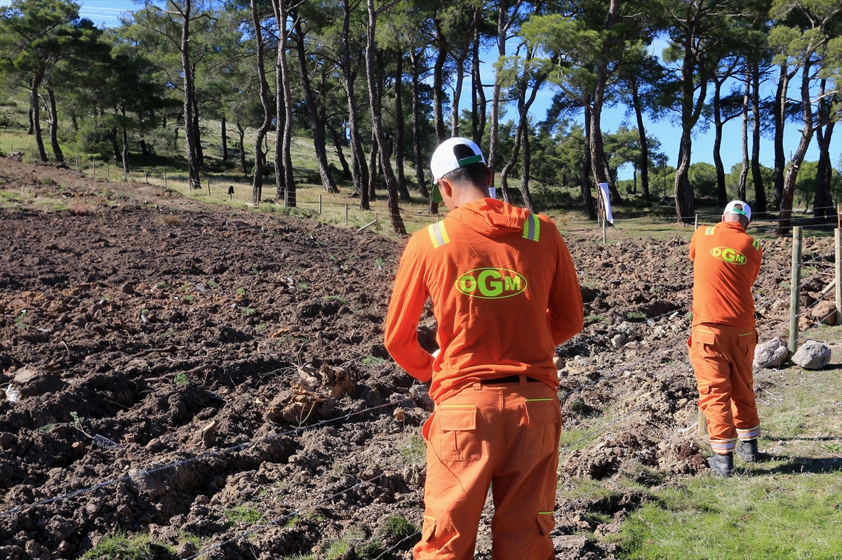 Manisa'da hükümlüler ormanların geleceği için görevde