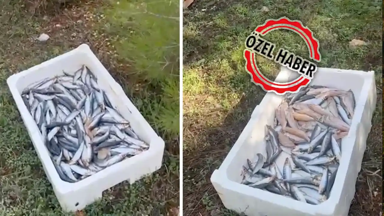 Uşak'ta Kilolarca Balık Yol Kenarına Atıldı!