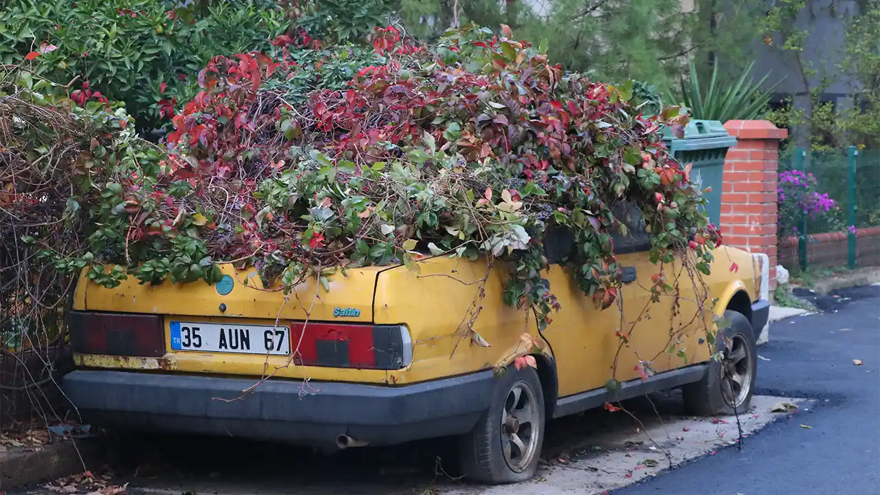 İzmir'de 8 yıldır park halindeki otomobili sarmaşıklar sardı
