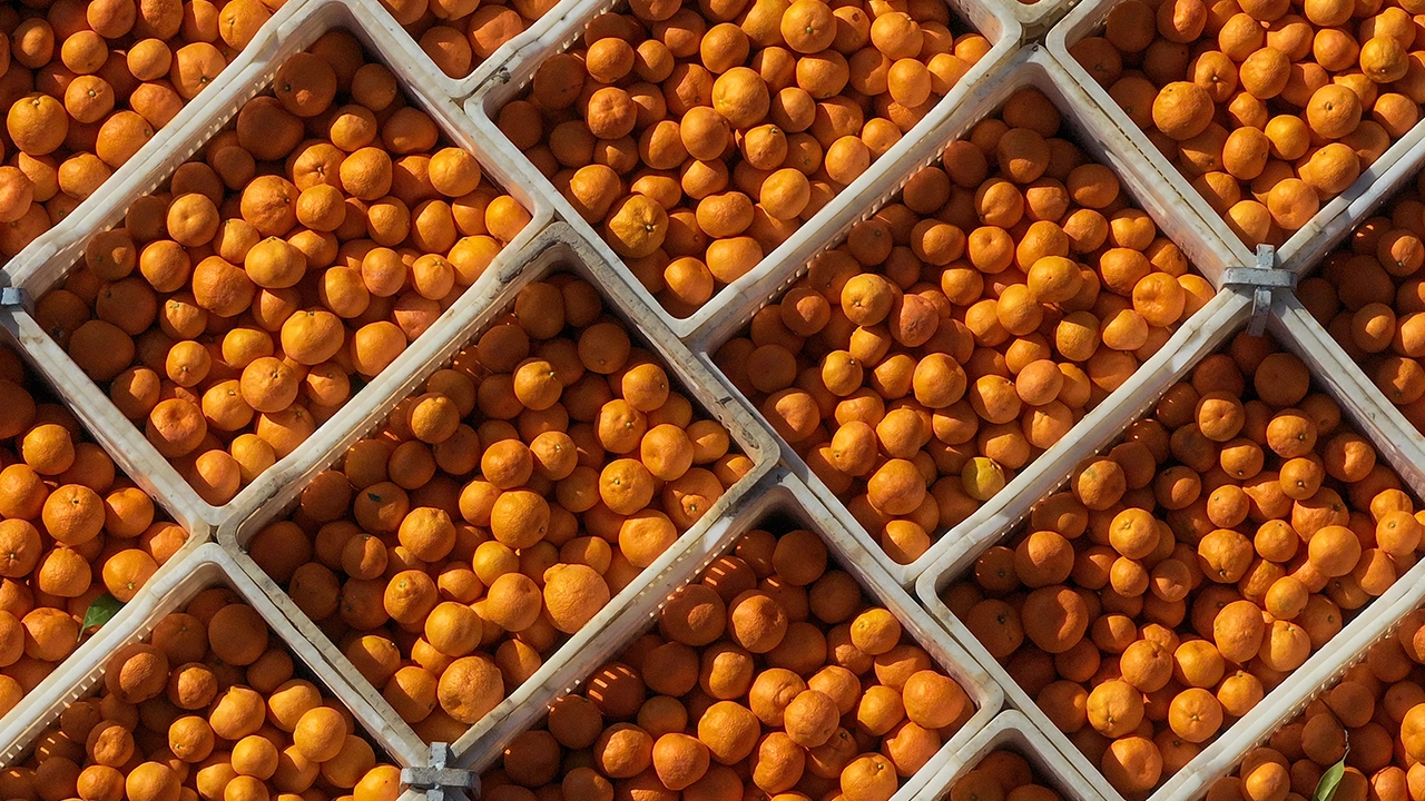 Türkiye'nin 10 aylık mandalina ihracatı 375 milyon dolara yükseldi