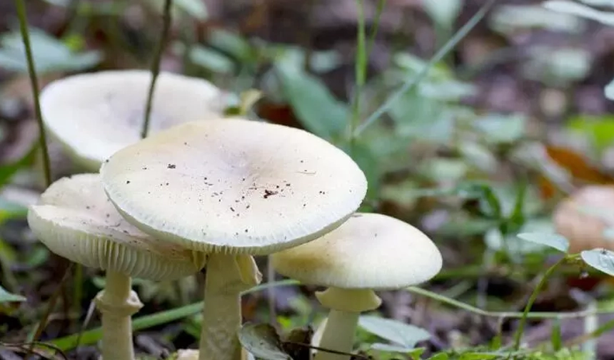 Muğla'da öğrenciler okulda istiridye mantarı üretiyor