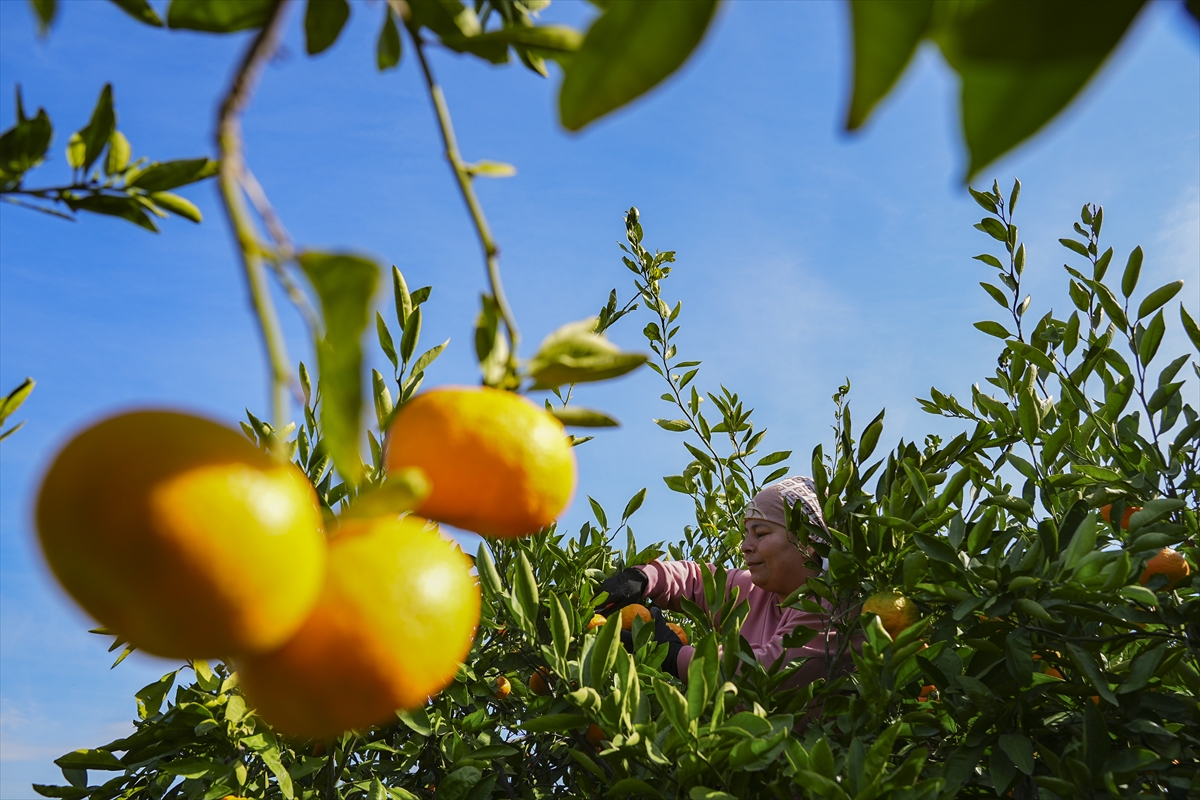 İzmir'in satsuma mandalinasında verim arttı
