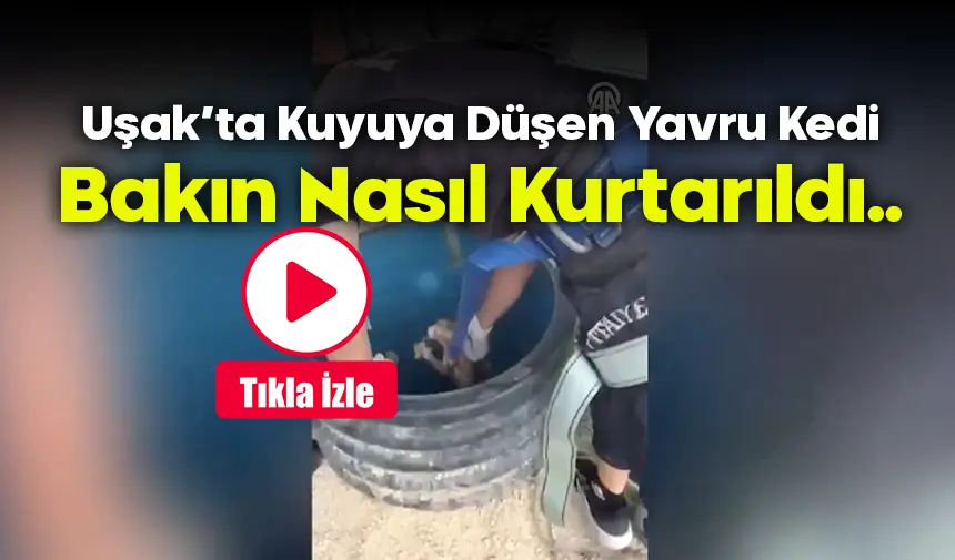 Uşak'ta Bir İnşaatta Kuyuya Düşen Yavru Kedi, Bakın Nasıl Kurtarıldı..