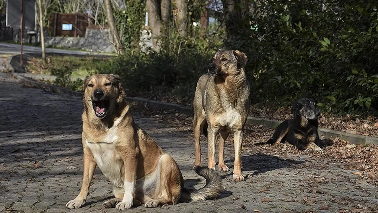 Afyonkarahisar'da köpek dövüştüren 12 şüpheli yakalandı