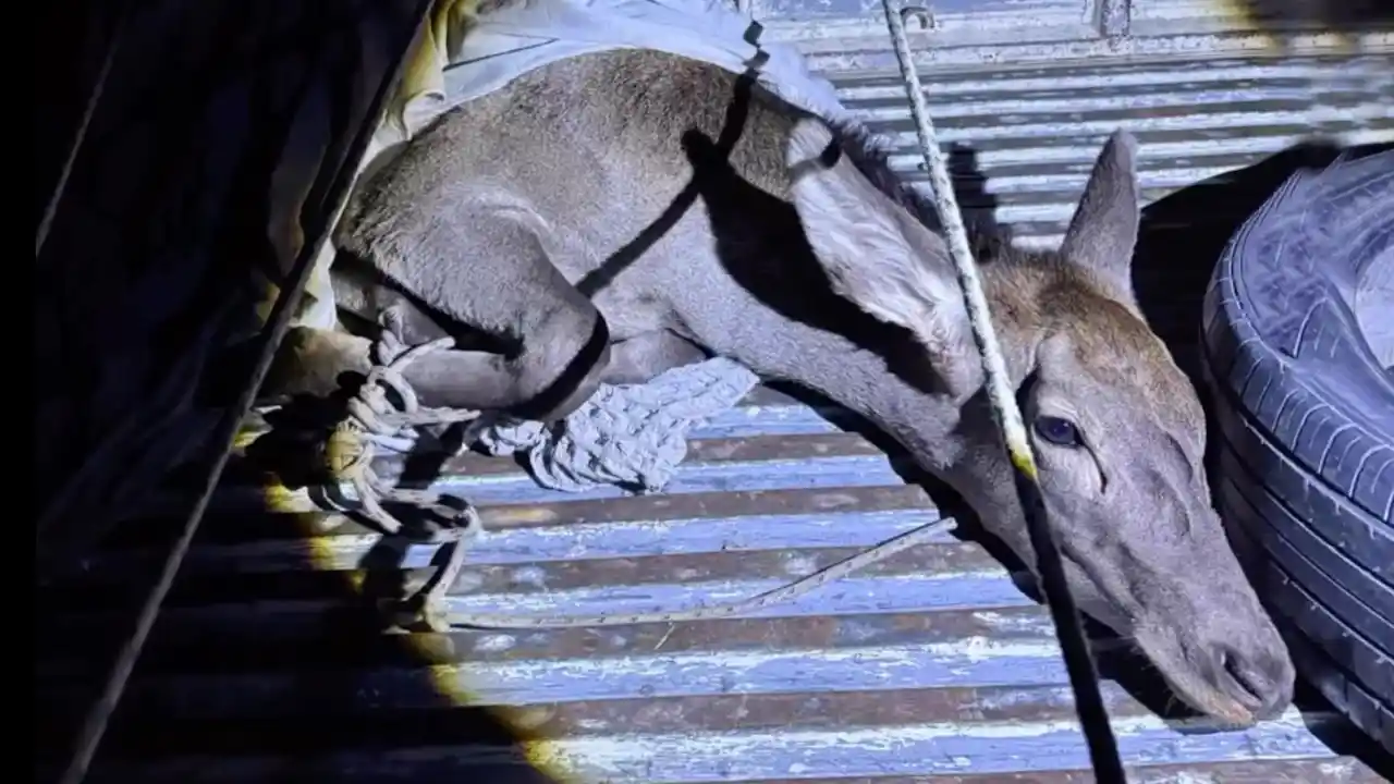 Uşak’ta Otomobilin Çarptığı Kızıl Geyik Hayatını Kaybetti