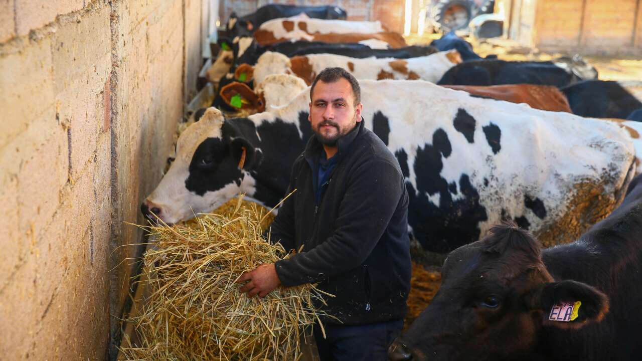 Genç Ziraat Mühendisi 4 İnekle Başladı 45 Büyükbaşa Ulaştı