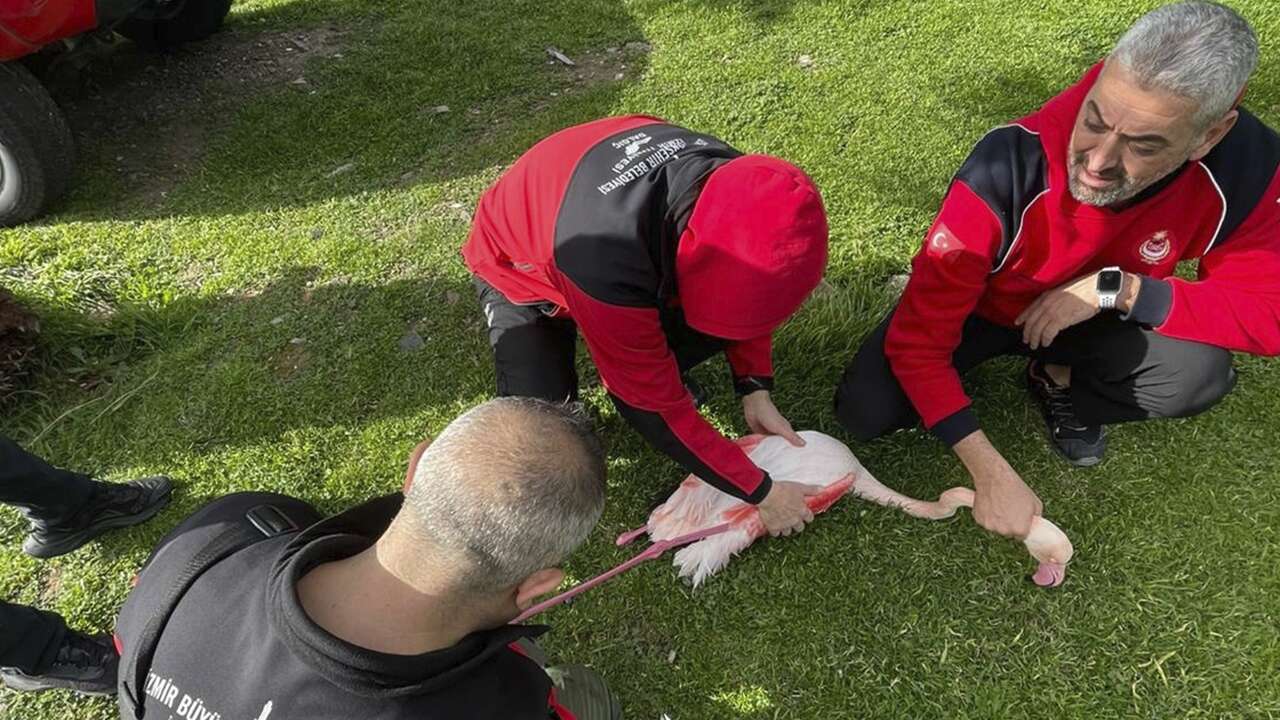 Ayağına misina dolanan flamingo kurtarıldı