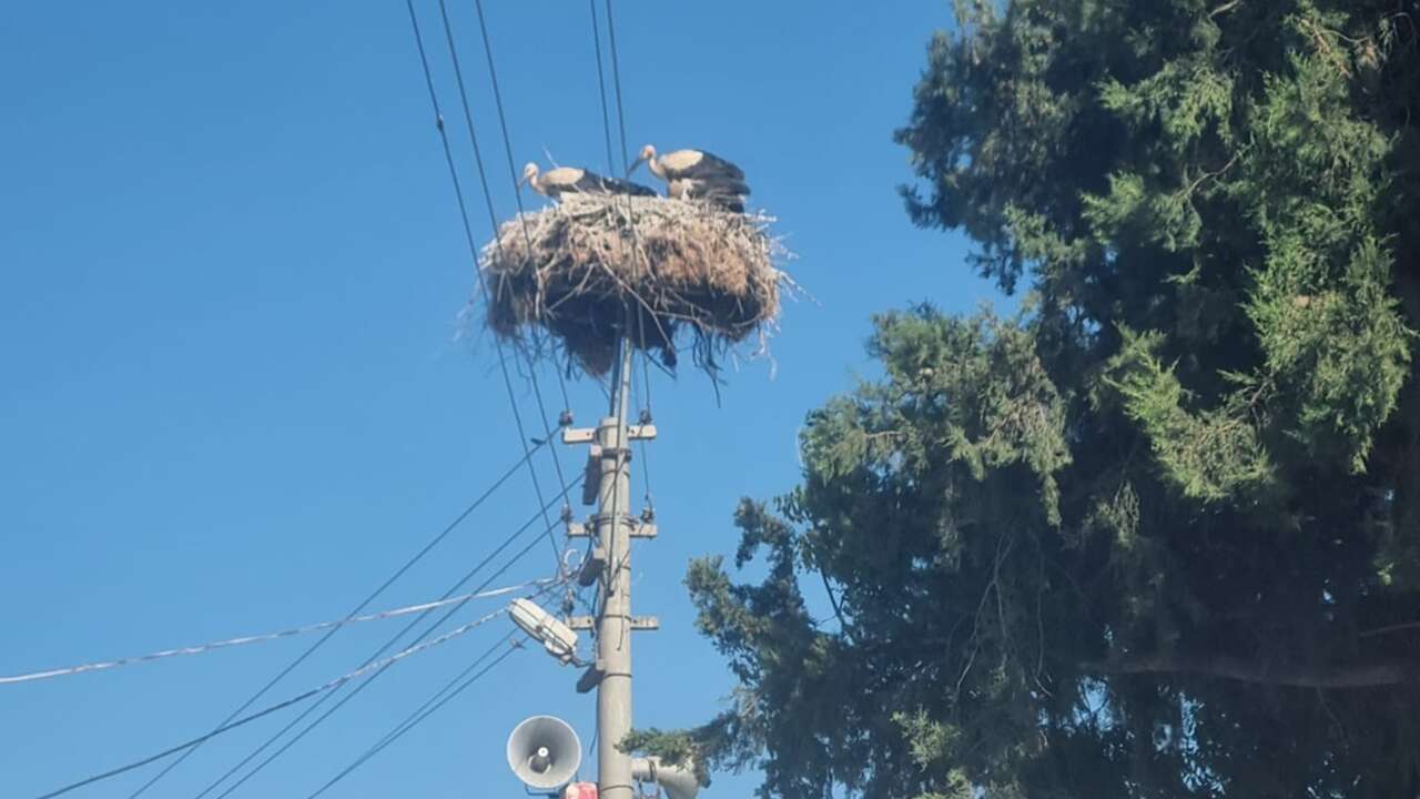 Muğla'da leylekler için yuva alanları yapıldı