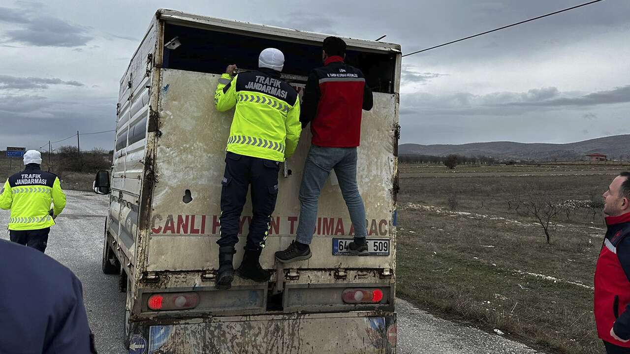 Uşak'ta şap hastalığına sıkı denetim sürüyor