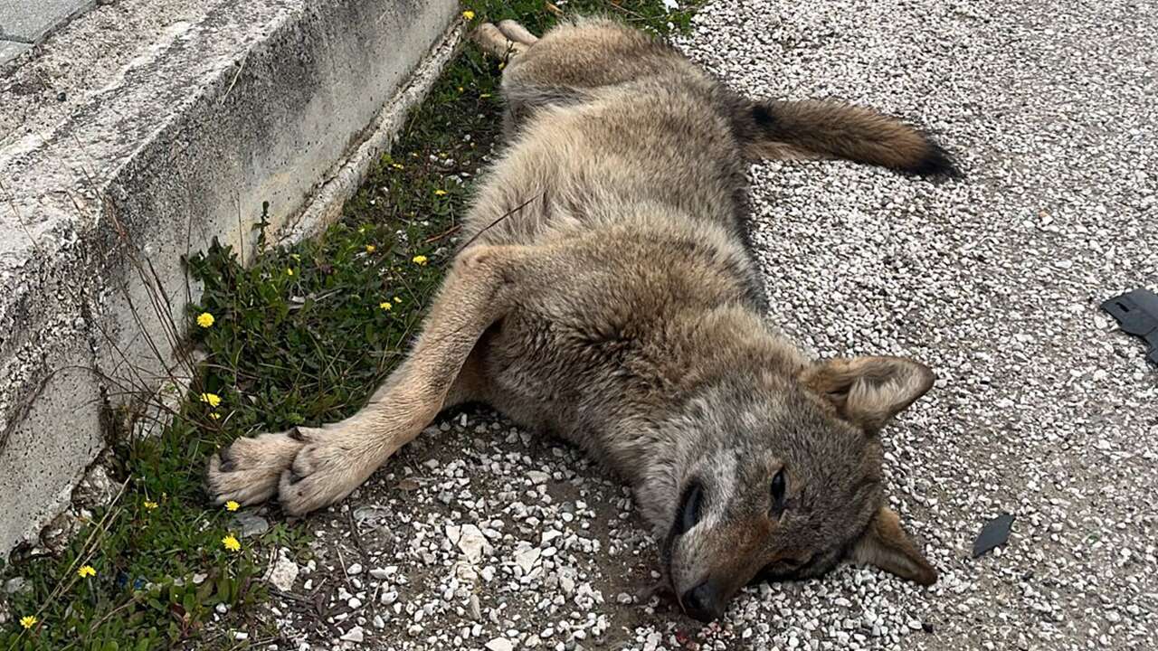 Fethiye'de yol kenarında ölü bulunan kurtun genetik analizi yapılacak