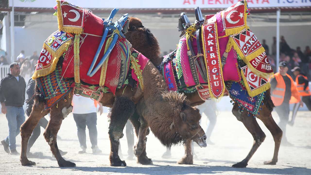 Aydın'da ertelenen deve güreşi festivali yapıldı