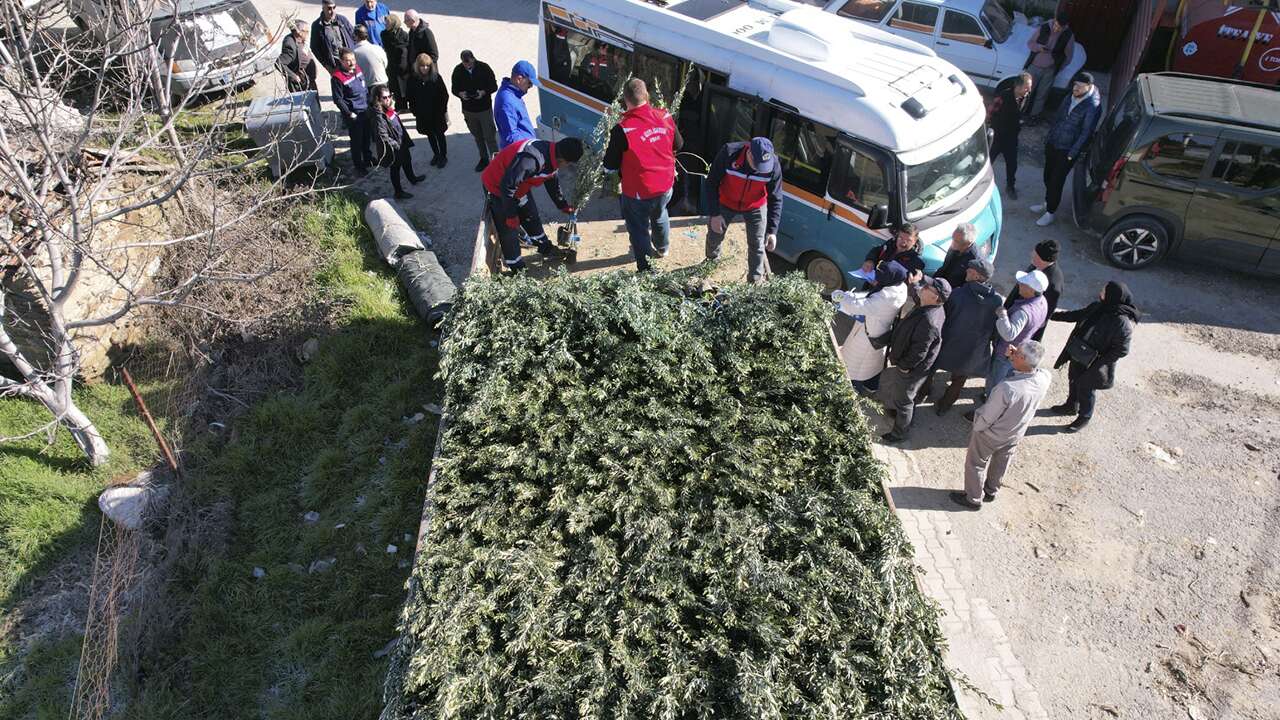 Uşak’ta Üreticilere 62 Bin Zeytin Fidanı: İlk Dağıtım Yapıldı!