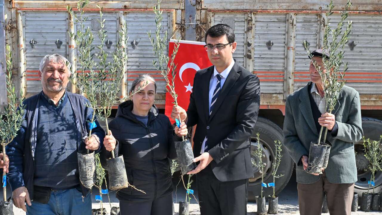 Uşak’ta 74 bin zeytin fidanı üreticiye dağıtıldı