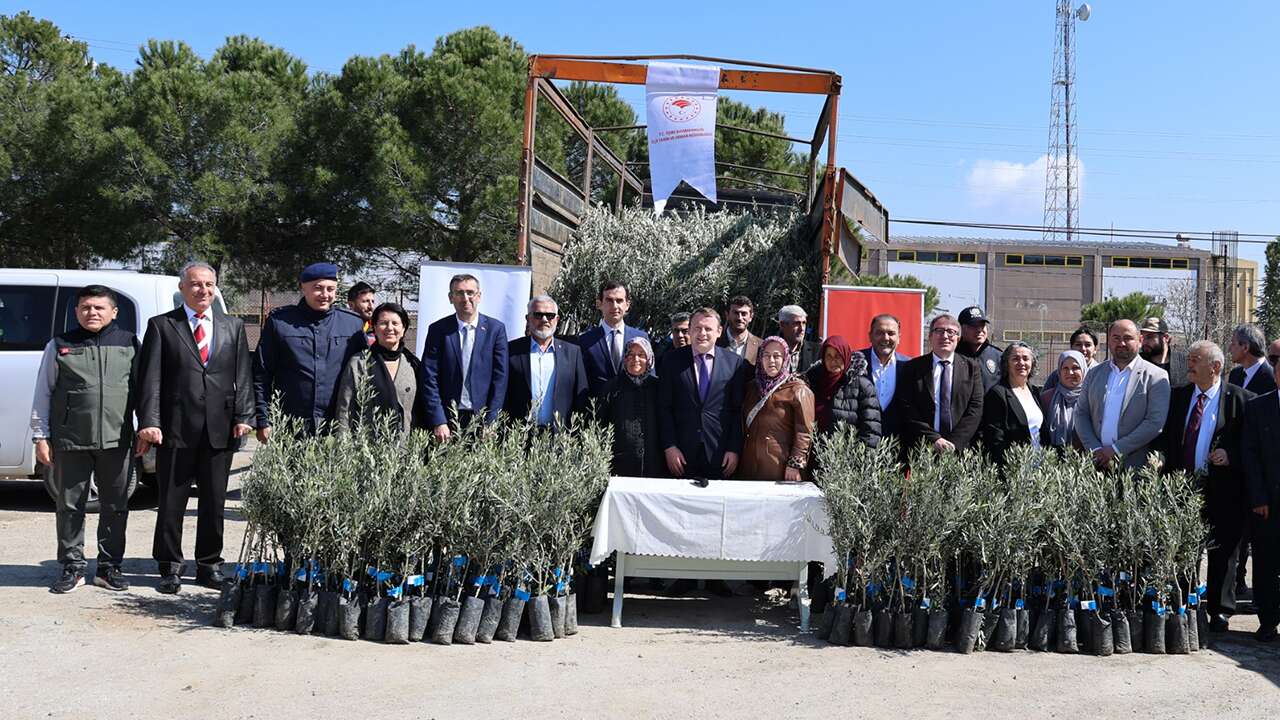 Eşme’de üreticilere zeytin fidanı desteği