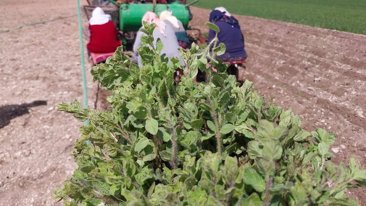 Ulubey'de "Boncuk Kekik" için dikim çalışmaları başladı
