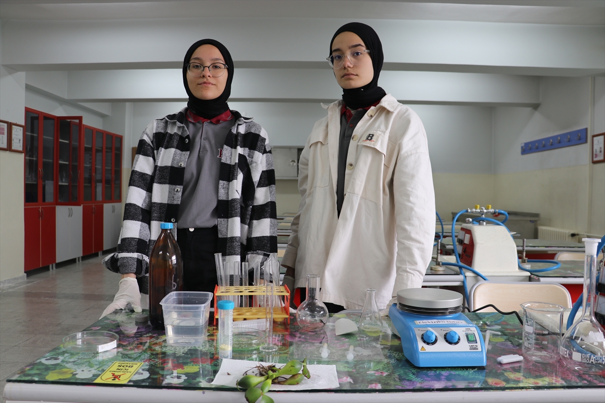 KASTAMONU - Fen lisesi öğrencileri atık suları su sümbülüyle arıtacak