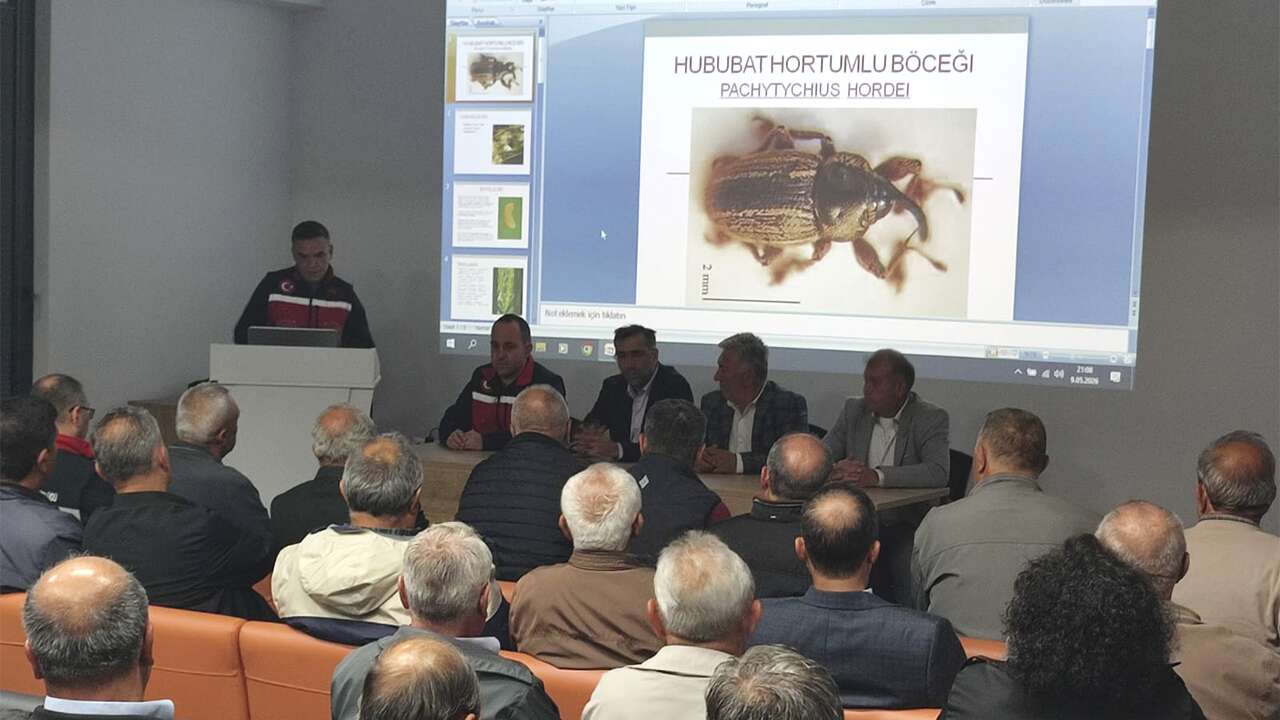 Üreticilere Hububat Hortumlu Böceği uyarısı