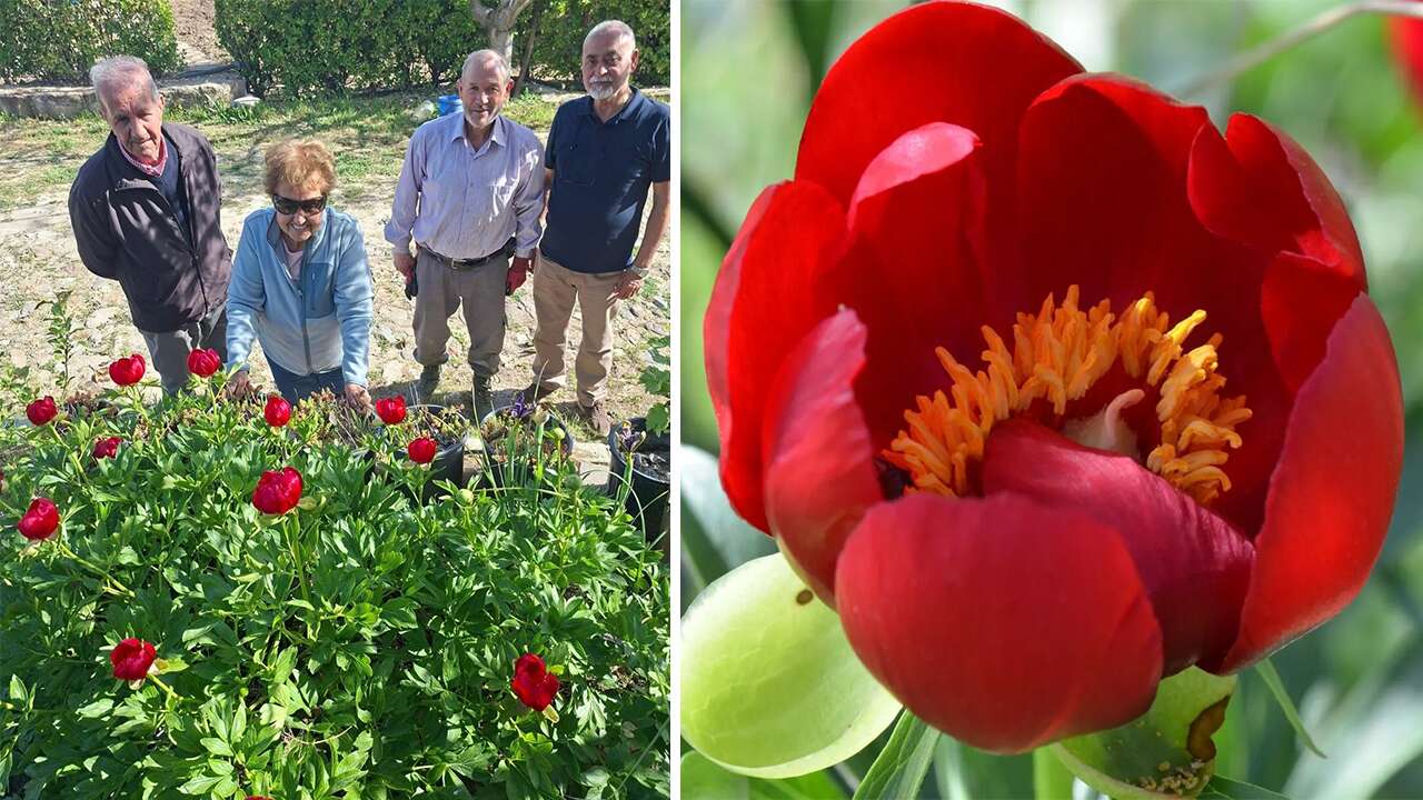 550 bin liralık lale yeniden çiçek açtı