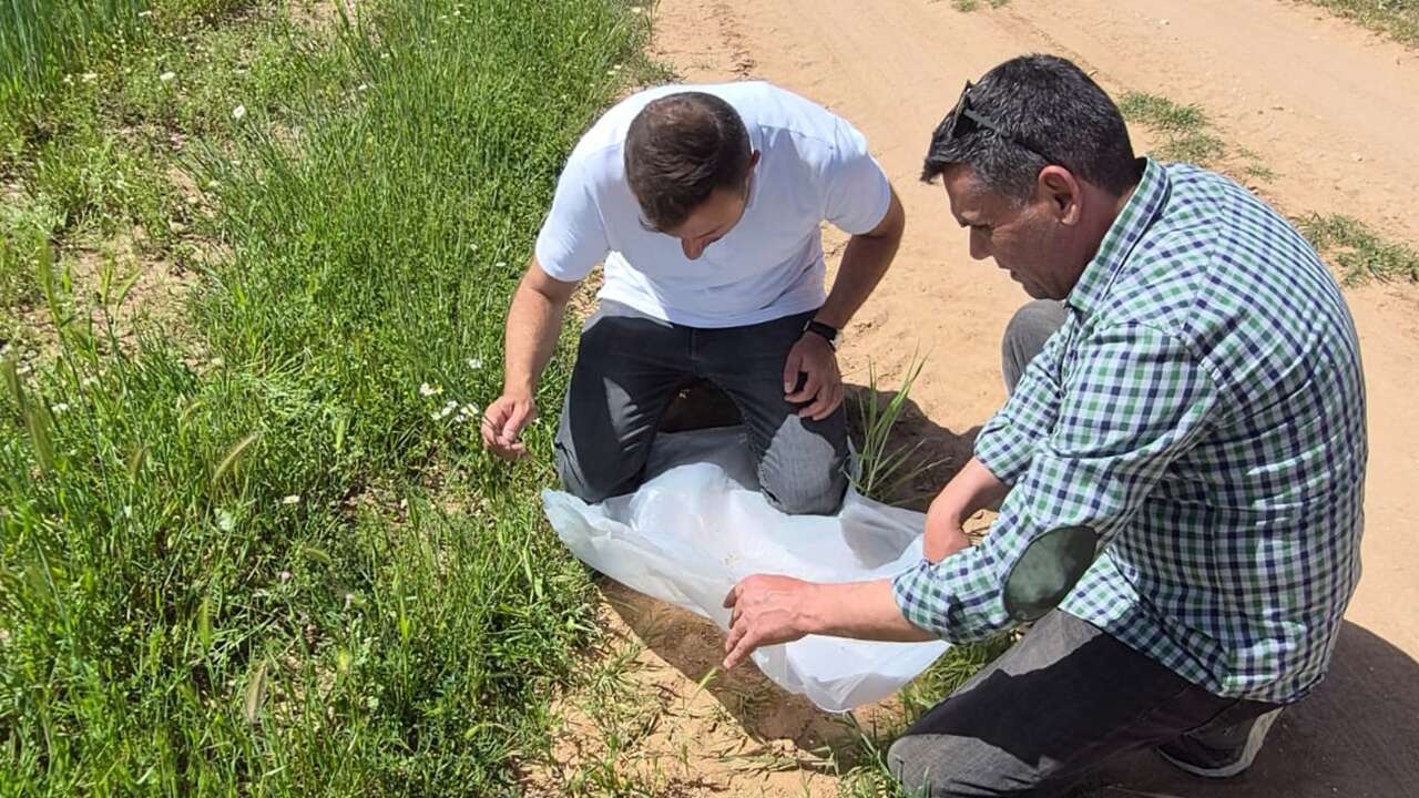 Ulubey’de hububat tarlalarında zararlı incelemesi