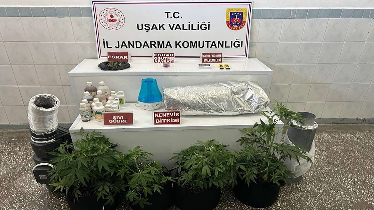Uşak’ta kenevir operasyonu: 1 şüpheli gözaltında