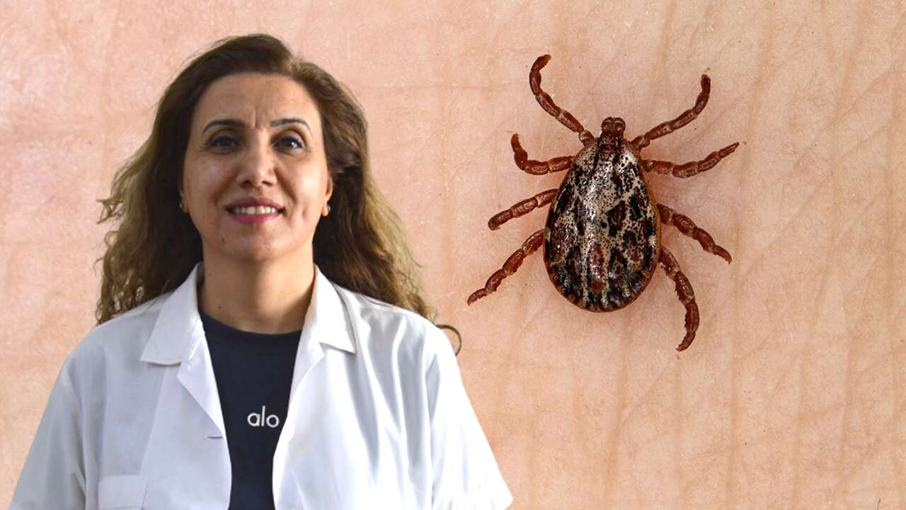 Kene görüldüğünde ne yapılmalı? Uzman Dr. Uyardı