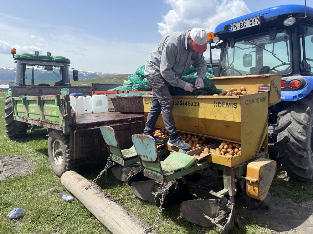 Ardahan'ın atıl arazilerinde desteklerle patates ve kavılca yetişecek