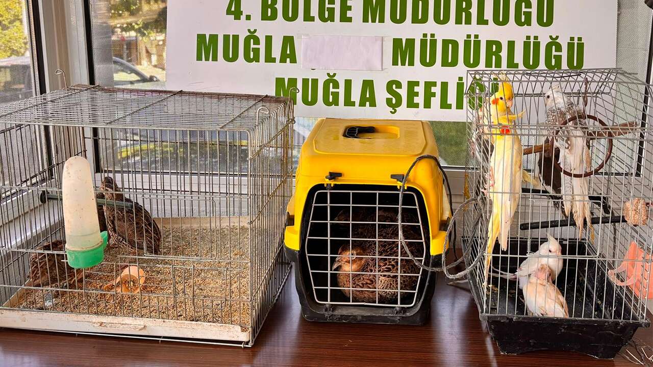 Muğla'da kaçak yollarla depoda tutulan 13 yaban kuşu ele geçirildi
