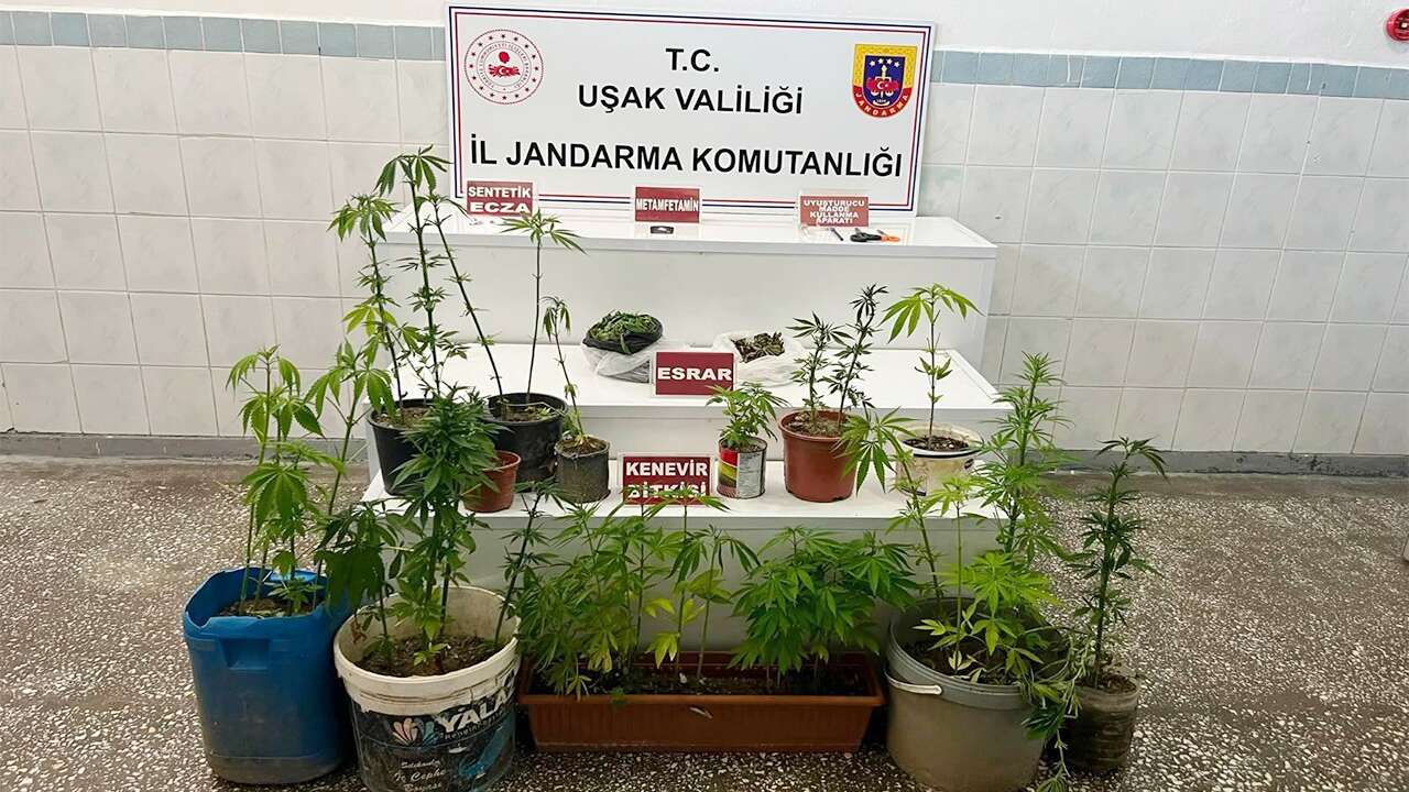 Uşak’ta uyuşturucu operasyonu; Kenevir ve esrar ele geçirildi